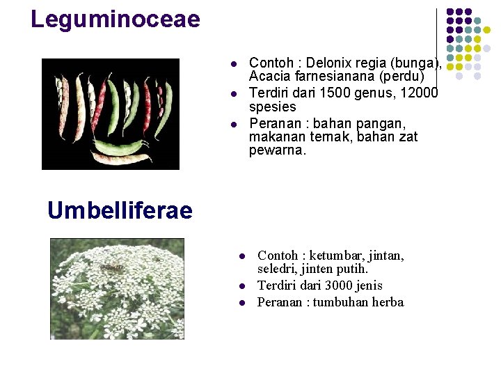 Leguminoceae Contoh : Delonix regia (bunga), Acacia farnesianana (perdu) Terdiri dari 1500 genus, 12000