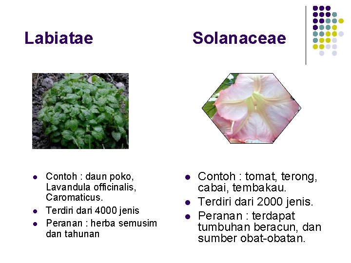 Labiatae l l l Contoh : daun poko, Lavandula officinalis, Caromaticus. Terdiri dari 4000