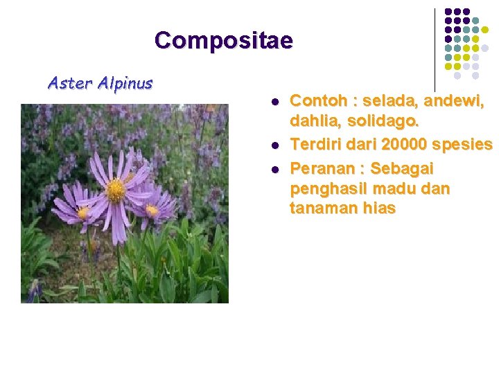 Compositae Aster Alpinus l l l Contoh : selada, andewi, dahlia, solidago. Terdiri dari