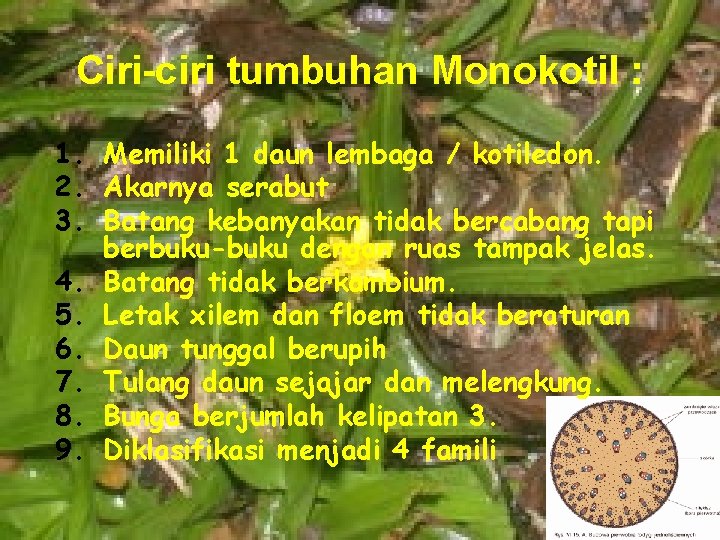 Ciri-ciri tumbuhan Monokotil : 1. Memiliki 1 daun lembaga / kotiledon. 2. Akarnya serabut