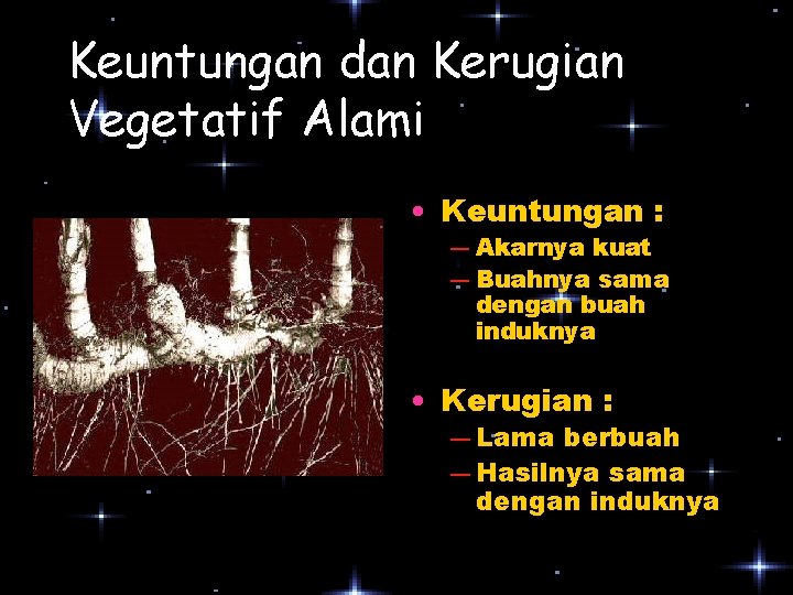 Keuntungan dan Kerugian Vegetatif Alami • Keuntungan : ― Akarnya kuat ― Buahnya sama