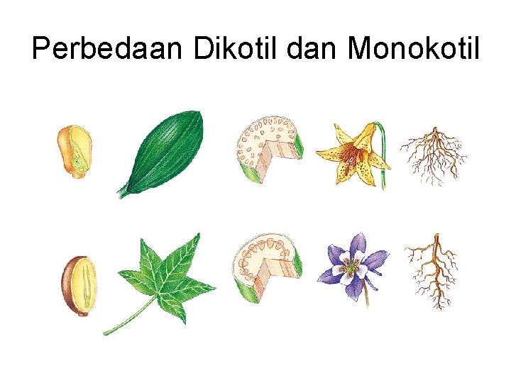 Perbedaan Dikotil dan Monokotil 