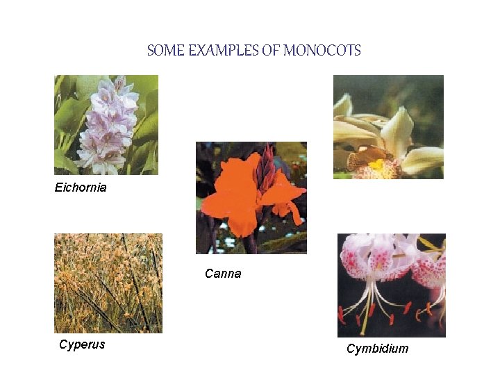 SOME EXAMPLES OF MONOCOTS Eichornia Canna Cyperus Cymbidium 