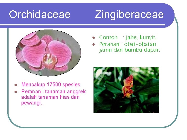 Orchidaceae Zingiberaceae Contoh : jahe, kunyit. l Peranan : obat-obatan jamu dan bumbu dapur.