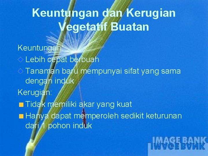 Keuntungan dan Kerugian Vegetatif Buatan Keuntungan: Lebih cepat berbuah Tanaman baru mempunyai sifat yang