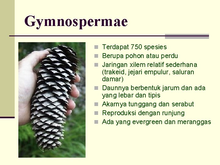 Gymnospermae n Terdapat 750 spesies n Berupa pohon atau perdu n Jaringan xilem relatif