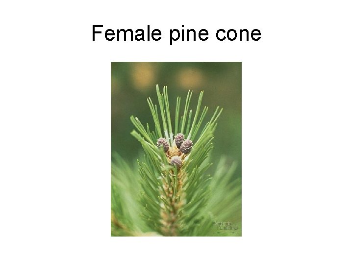 Female pine cone 