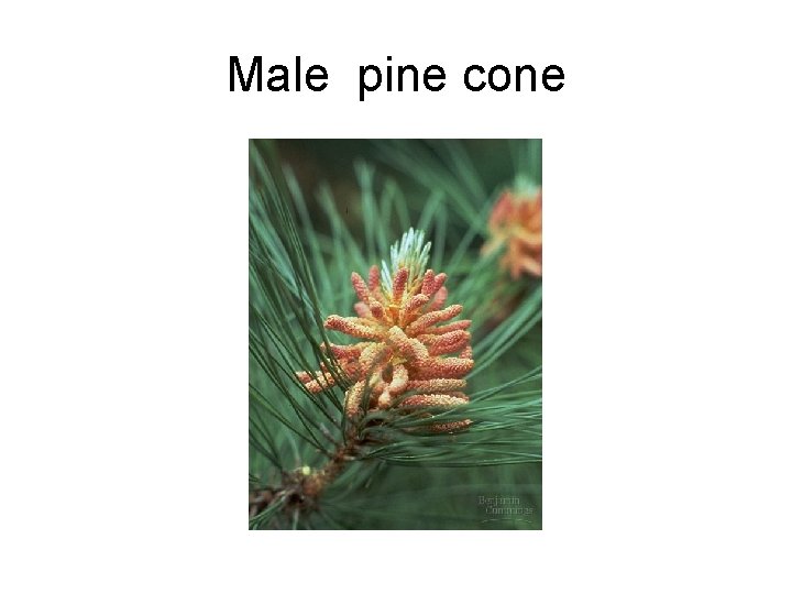 Male pine cone 