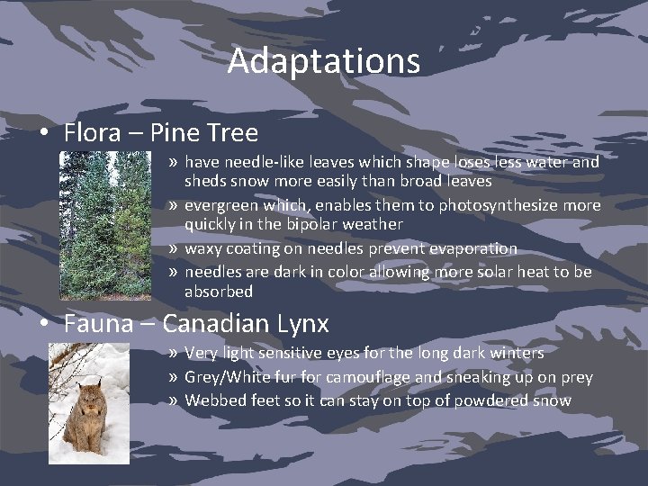 Adaptations • Flora – Pine Tree » have needle-like leaves which shape loses less