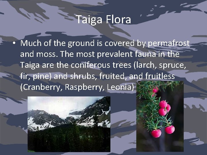 Taiga Flora • Much of the ground is covered by permafrost and moss. The