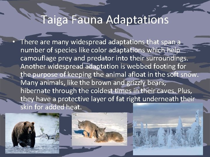 Taiga Fauna Adaptations • There are many widespread adaptations that span a number of