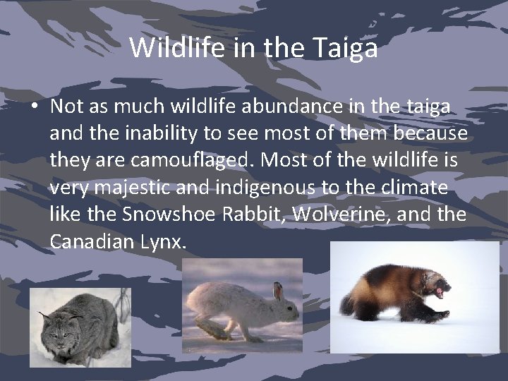 Wildlife in the Taiga • Not as much wildlife abundance in the taiga and