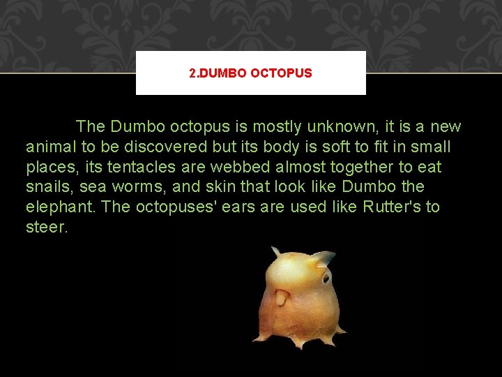 2. DUMBO OCTOPUS The Dumbo octopus is mostly unknown, it is a new animal 2. DUMBO OCTOPUS The Dumbo octopus is mostly unknown, it is a new animal