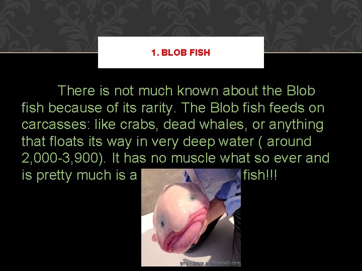 1. BLOB FISH There is not much known about the Blob fish because of 1. BLOB FISH There is not much known about the Blob fish because of