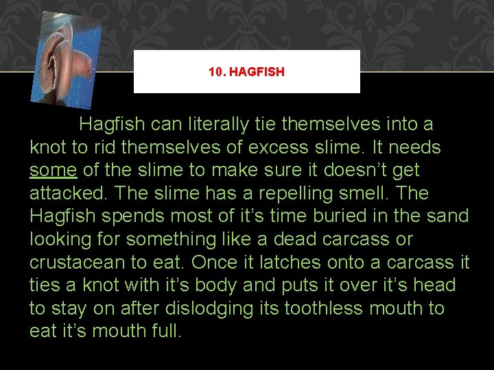 10. HAGFISH Hagfish can literally tie themselves into a knot to rid themselves of 10. HAGFISH Hagfish can literally tie themselves into a knot to rid themselves of
