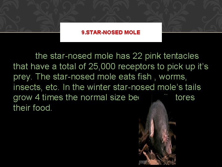 9. STAR-NOSED MOLE the star-nosed mole has 22 pink tentacles that have a total 9. STAR-NOSED MOLE the star-nosed mole has 22 pink tentacles that have a total