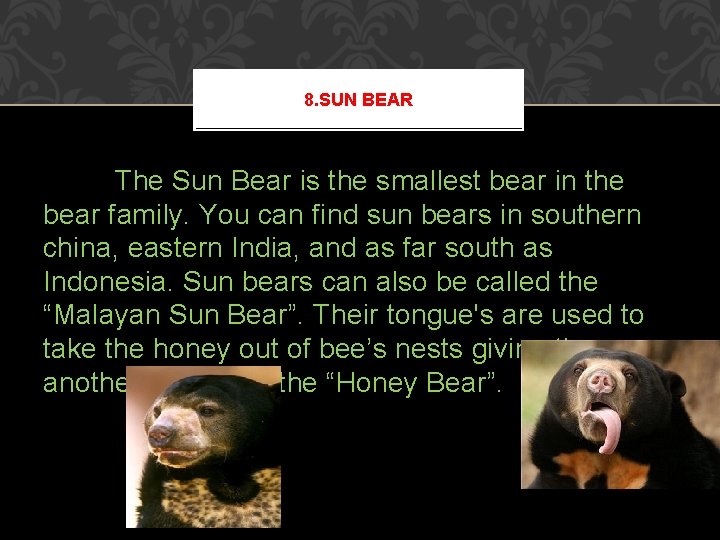 8. SUN BEAR The Sun Bear is the smallest bear in the bear family. 8. SUN BEAR The Sun Bear is the smallest bear in the bear family.