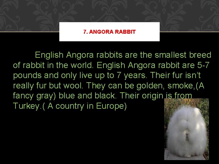 7. ANGORA RABBIT English Angora rabbits are the smallest breed of rabbit in the 7. ANGORA RABBIT English Angora rabbits are the smallest breed of rabbit in the