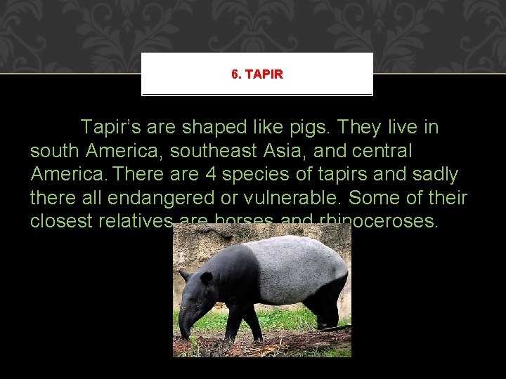 6. TAPIR Tapir’s are shaped like pigs. They live in south America, southeast Asia, 6. TAPIR Tapir’s are shaped like pigs. They live in south America, southeast Asia,