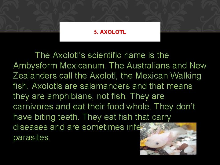 5. AXOLOTL The Axolotl’s scientific name is the Ambysform Mexicanum. The Australians and New 5. AXOLOTL The Axolotl’s scientific name is the Ambysform Mexicanum. The Australians and New