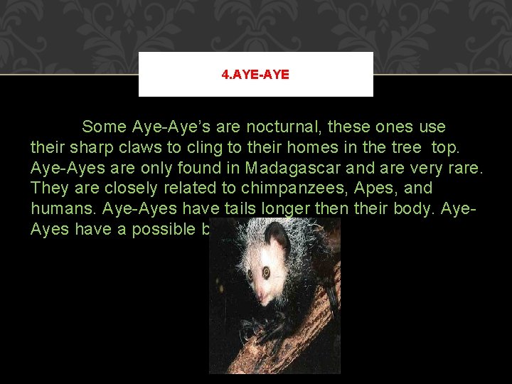 4. AYE-AYE Some Aye-Aye’s are nocturnal, these ones use their sharp claws to cling 4. AYE-AYE Some Aye-Aye’s are nocturnal, these ones use their sharp claws to cling