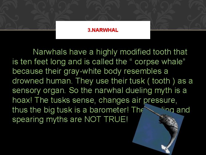 3. NARWHAL Narwhals have a highly modified tooth that is ten feet long and 3. NARWHAL Narwhals have a highly modified tooth that is ten feet long and