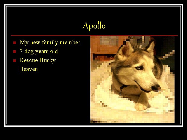 Apollo n n n My new family member 7 dog years old Rescue Husky