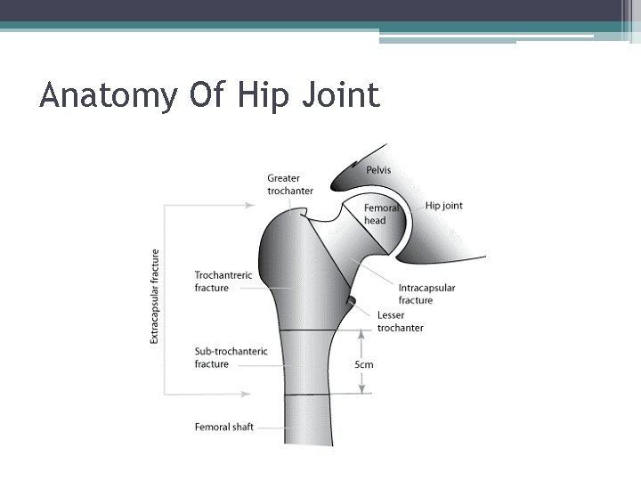 Anatomy Of Hip Joint 