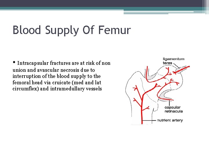 Blood Supply Of Femur • Intracapsular fractures are at risk of non union and