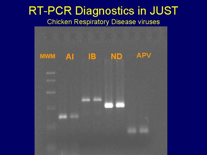 RT-PCR Diagnostics in JUST Chicken Respiratory Disease viruses MWM AI IB ND APV RT-PCR Diagnostics in JUST Chicken Respiratory Disease viruses MWM AI IB ND APV