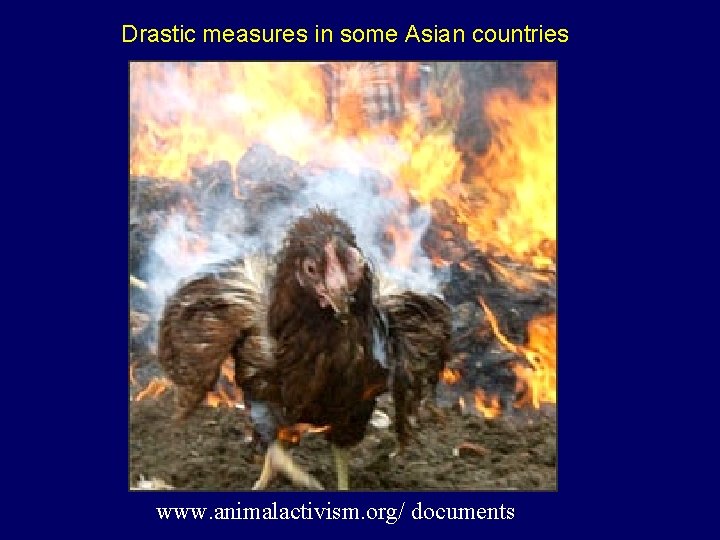 Drastic measures in some Asian countries www. animalactivism. org/ documents 