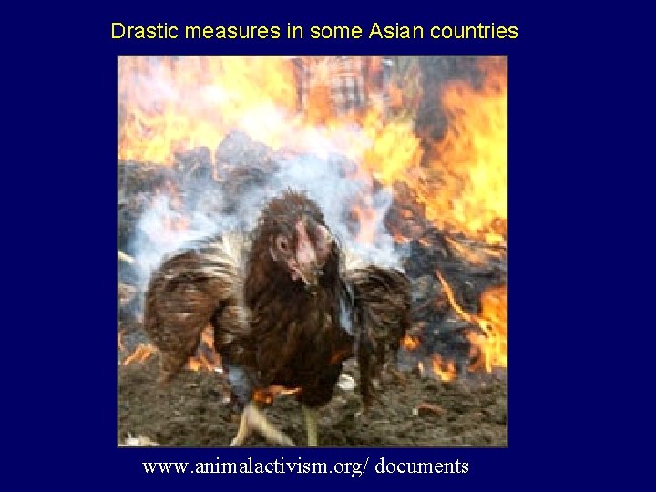 Drastic measures in some Asian countries www. animalactivism. org/ documents Drastic measures in some Asian countries www. animalactivism. org/ documents