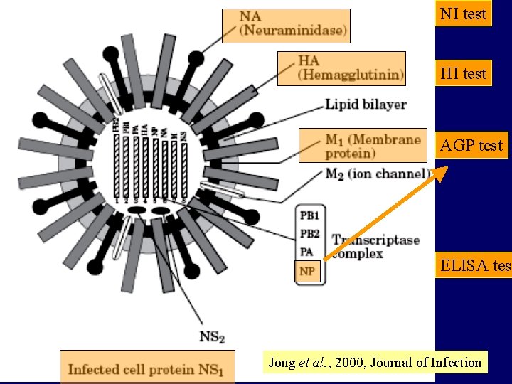 NI test HI test AGP test ELISA test Jong et al. , 2000, Journal