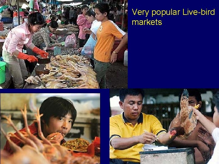 Very popular Live-bird markets 