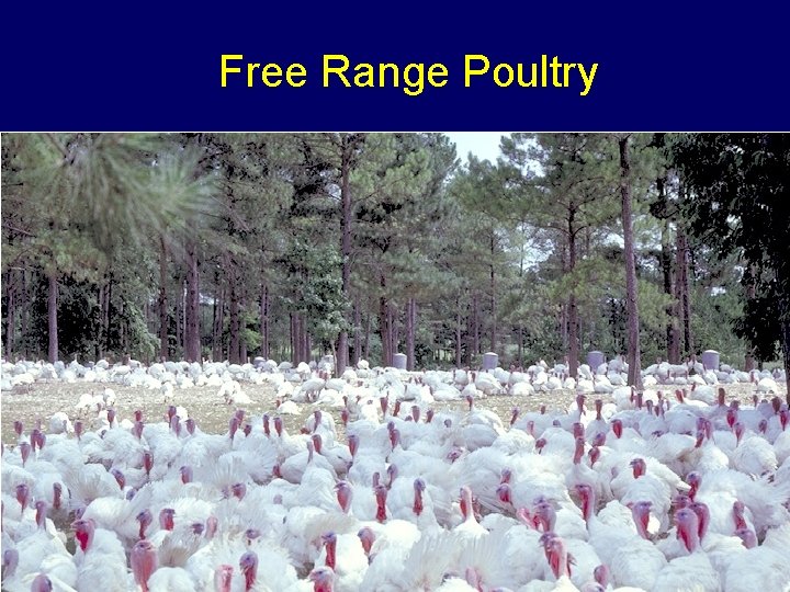 Free Range Poultry 