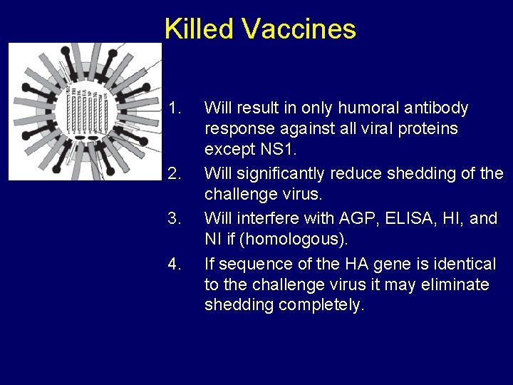 Killed Vaccines 1. 2. 3. 4. Will result in only humoral antibody response against Killed Vaccines 1. 2. 3. 4. Will result in only humoral antibody response against