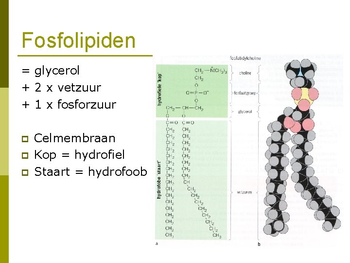 Fosfolipiden = glycerol + 2 x vetzuur + 1 x fosforzuur p p p