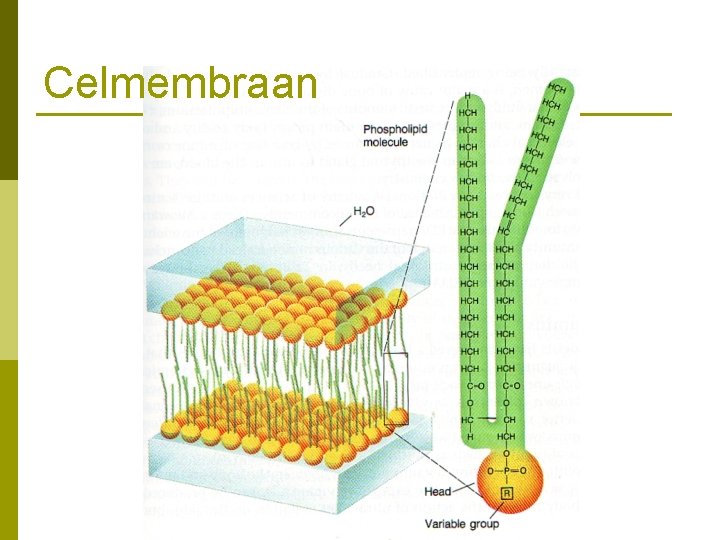 Celmembraan 