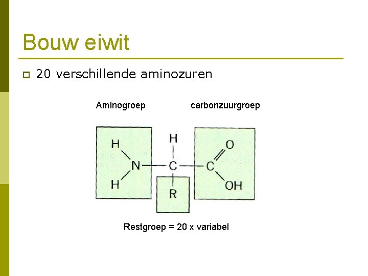 Bouw eiwit p 20 verschillende aminozuren Aminogroep carbonzuurgroep Restgroep = 20 x variabel 