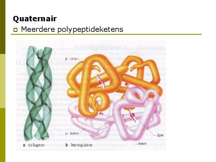 Quaternair p Meerdere polypeptideketens 