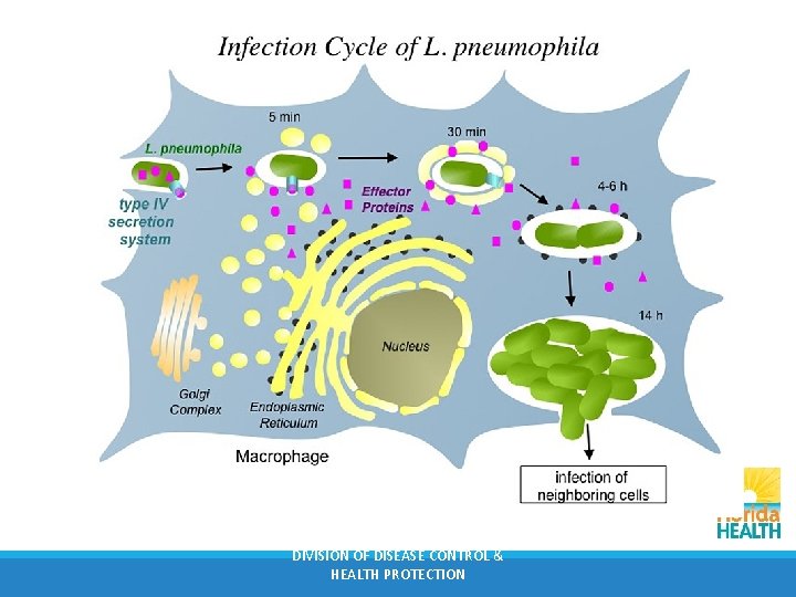 DIVISION OF DISEASE CONTROL & HEALTH PROTECTION 