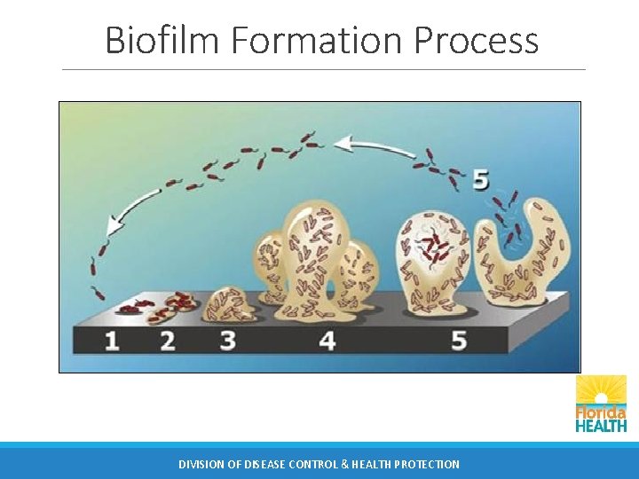 Biofilm Formation Process DIVISION OF DISEASE CONTROL & HEALTH PROTECTION 