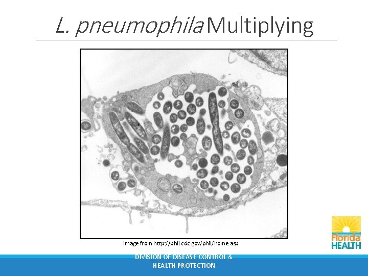 L. pneumophila Multiplying Image from http: //phil. cdc. gov/phil/home. asp DIVISION OF DISEASE CONTROL