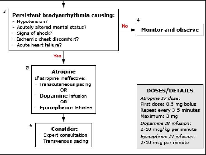 Adult bradycardia algorithm (with pulse) 