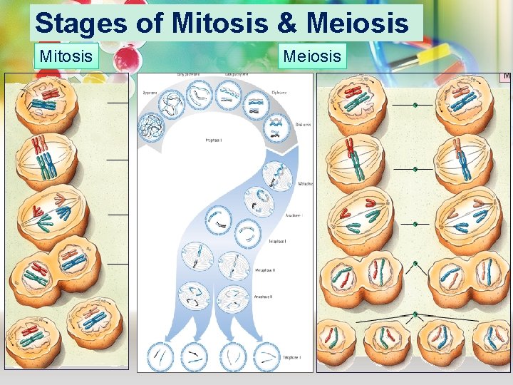 Stages of Mitosis & Meiosis Mitosis Meiosis Stages of Mitosis & Meiosis Mitosis Meiosis