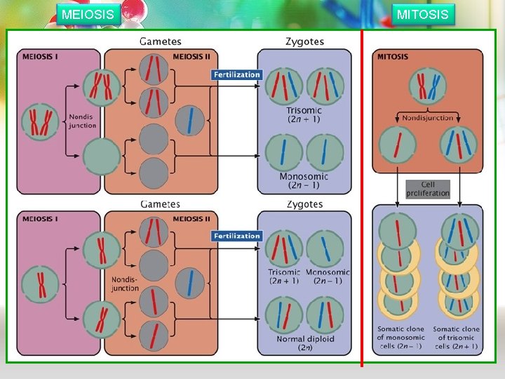 MEIOSIS MITOSIS MEIOSIS MITOSIS