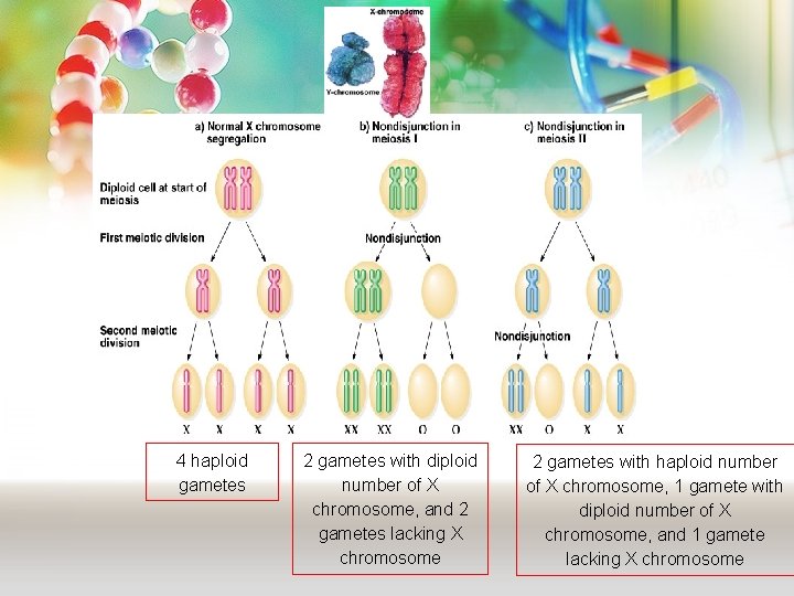 4 haploid gametes 2 gametes with diploid number of X chromosome, and 2 gametes 4 haploid gametes 2 gametes with diploid number of X chromosome, and 2 gametes