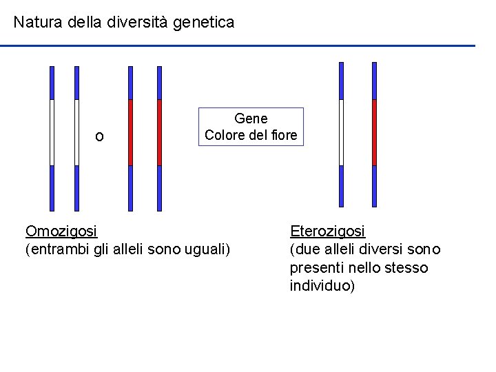 Natura della diversità genetica o Gene Colore del fiore Omozigosi (entrambi gli alleli sono