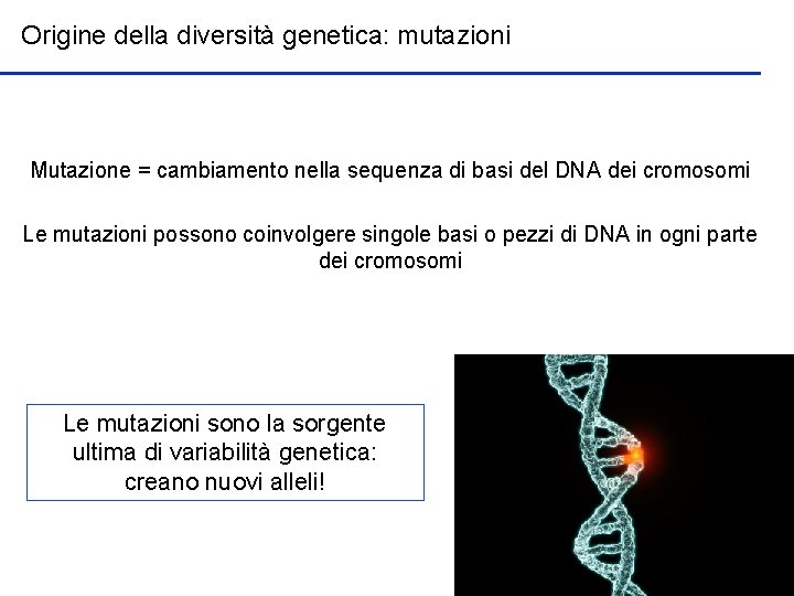 Origine della diversità genetica: mutazioni Mutazione = cambiamento nella sequenza di basi del DNA