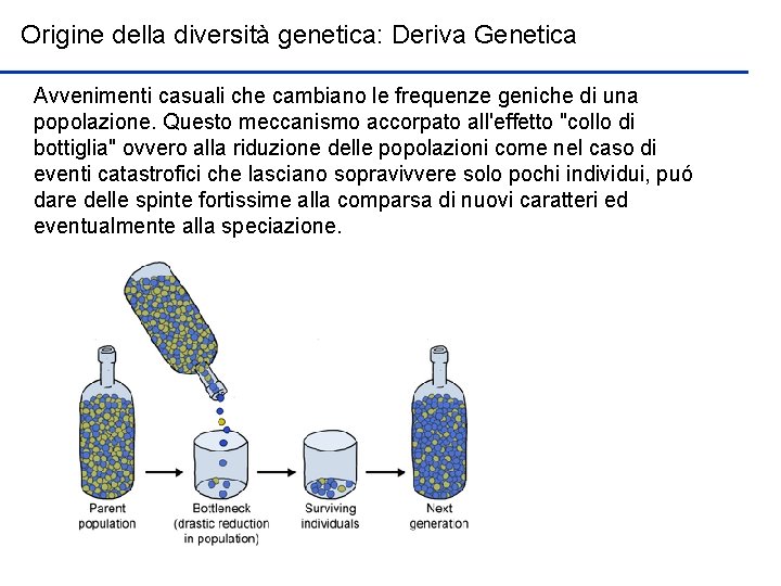 Origine della diversità genetica: Deriva Genetica Avvenimenti casuali che cambiano le frequenze geniche di
